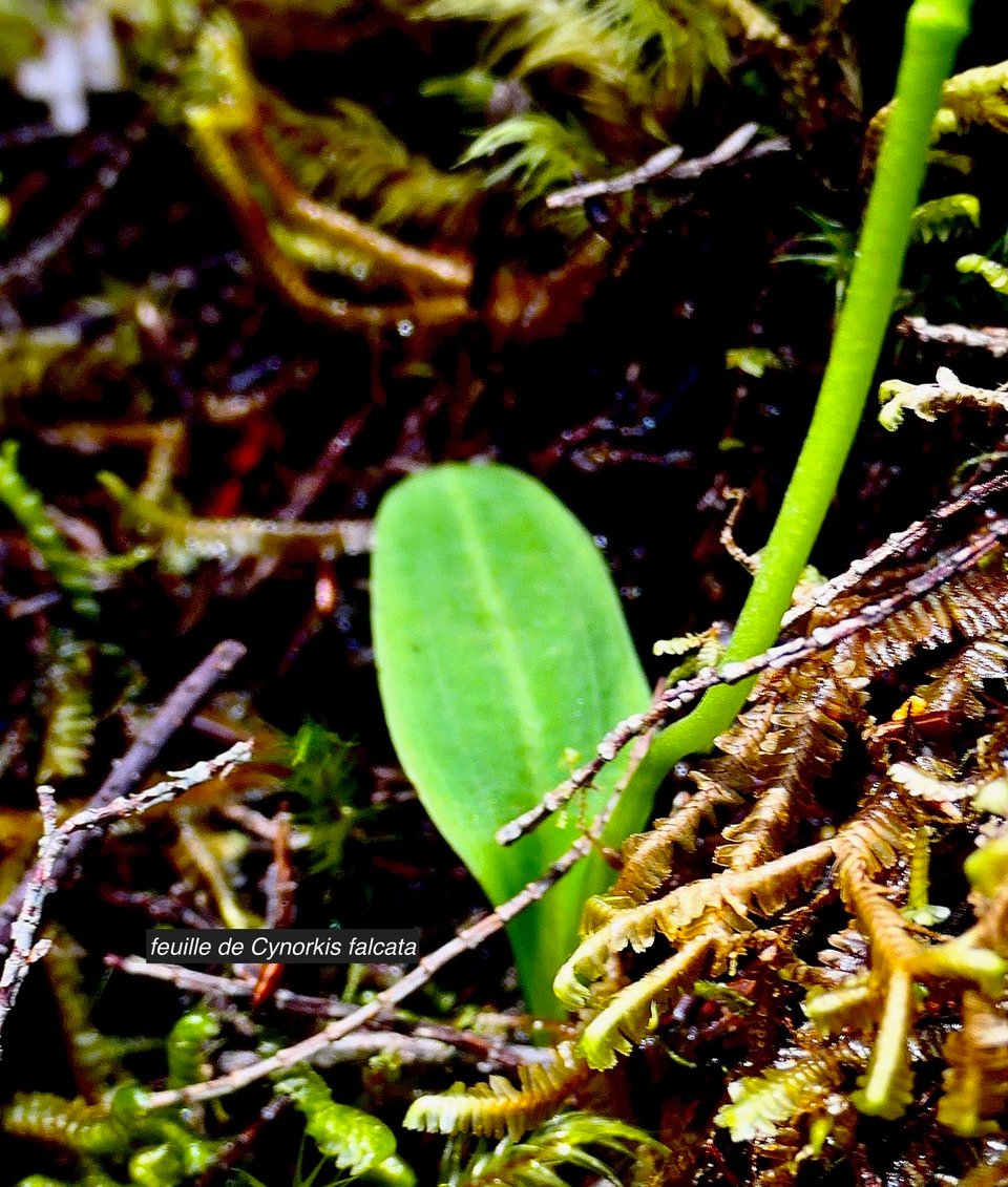 Cynorkis falcata ( feuille ) orchidaceae .endémique Réunion