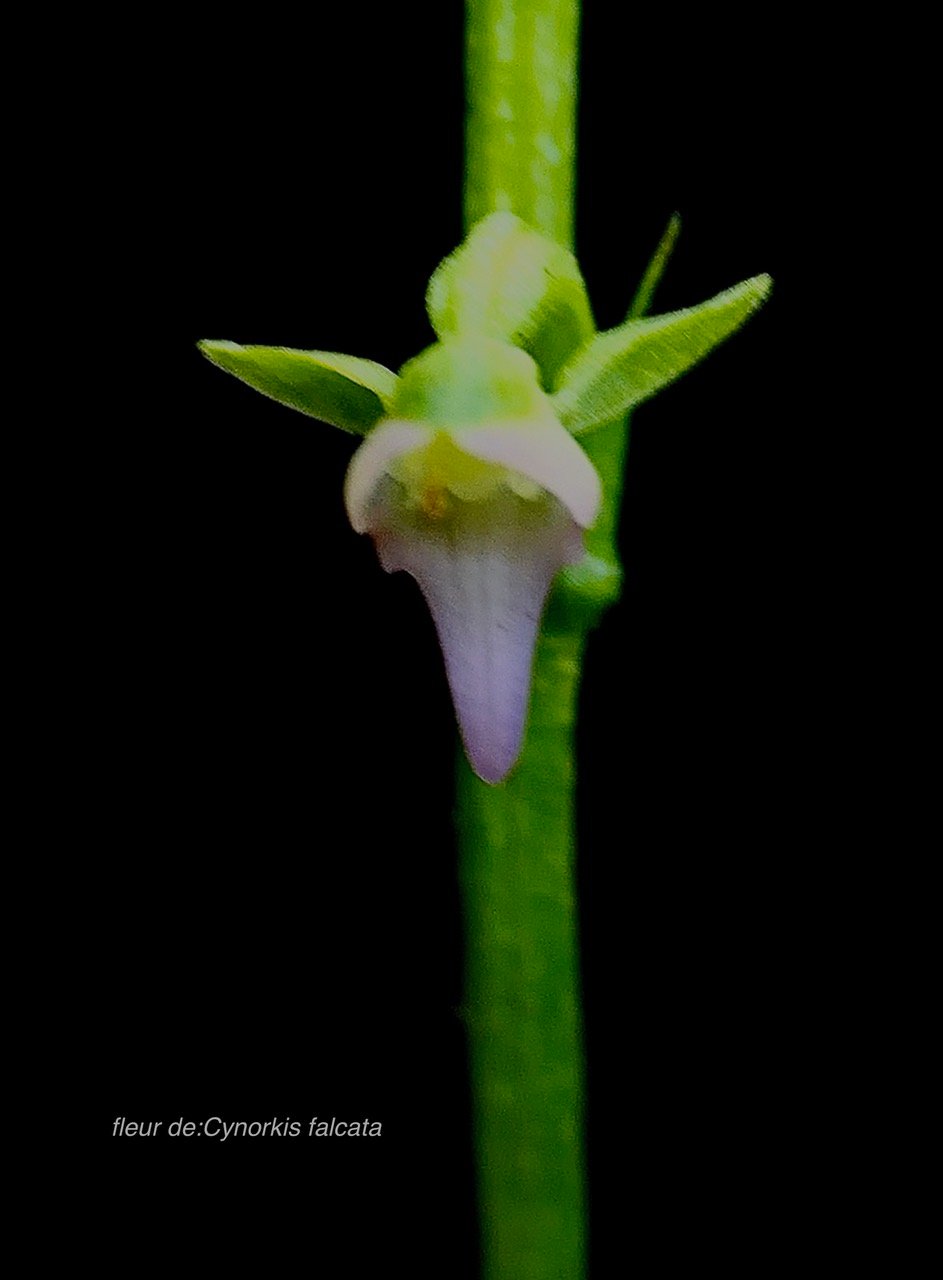 Cynorkis falcata orchidaceae .endémique Réunion
