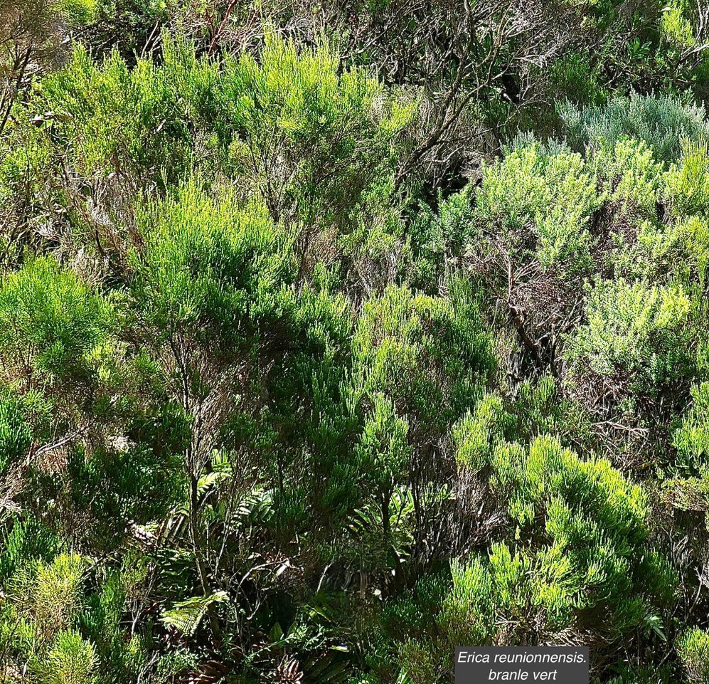 Erica reunionnensis.branle vert.ericaceae.endémique Réunion