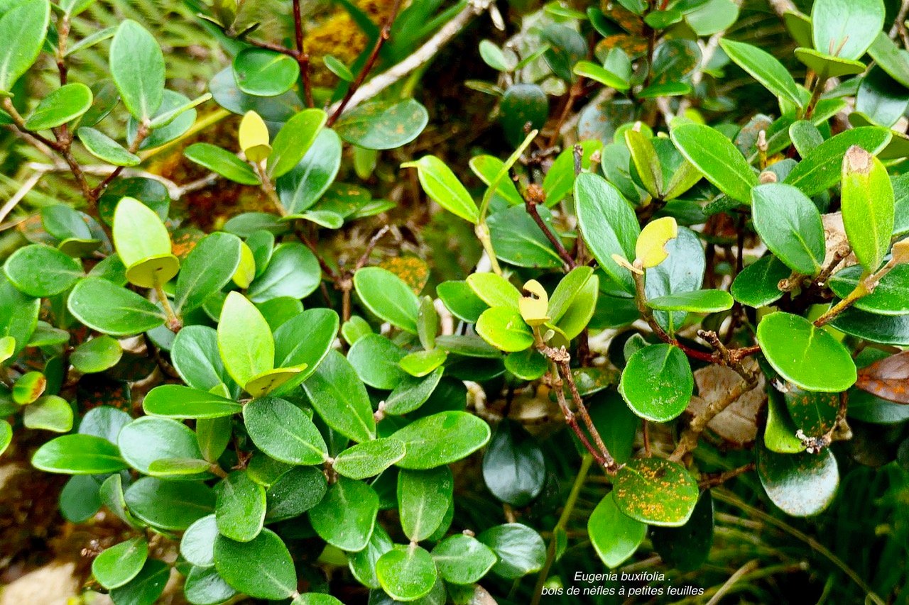 Eugenia buxifolia .bois de nèfles à petites feuilles.myrtaceae. endémique Réunion