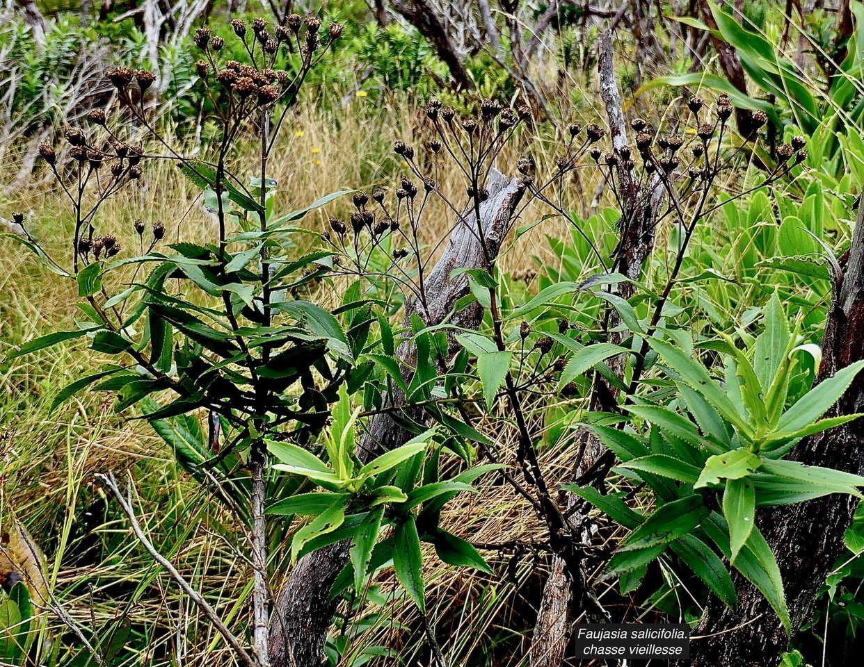 Faujasia salicifolia.chasse vieillesse.asteraceae.endémique Réunion