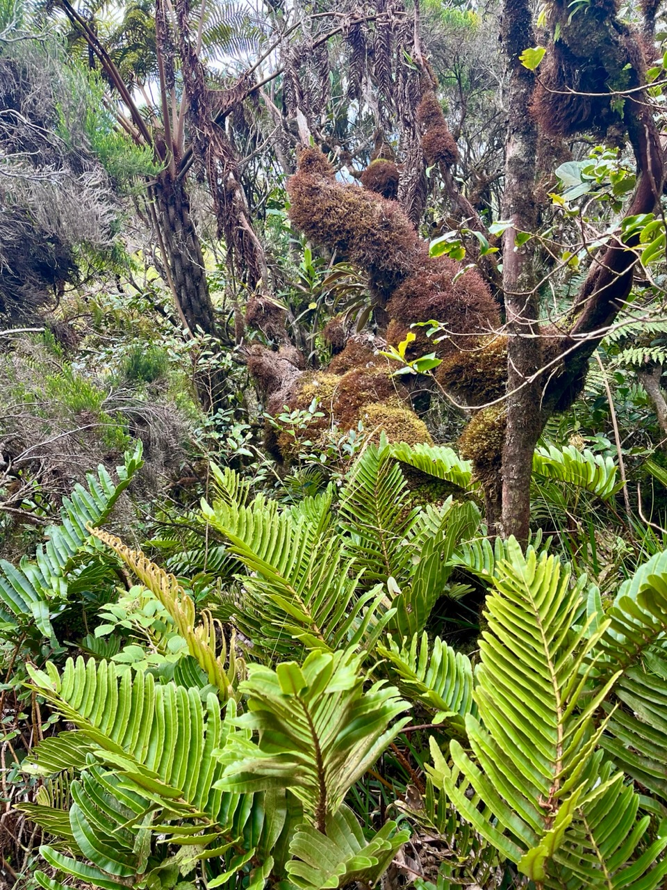 Exemple de richesse de la végétation sur ce sentier
