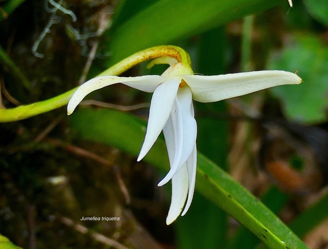 Jumellea triquetra .orchidaceae.endémique Réunion