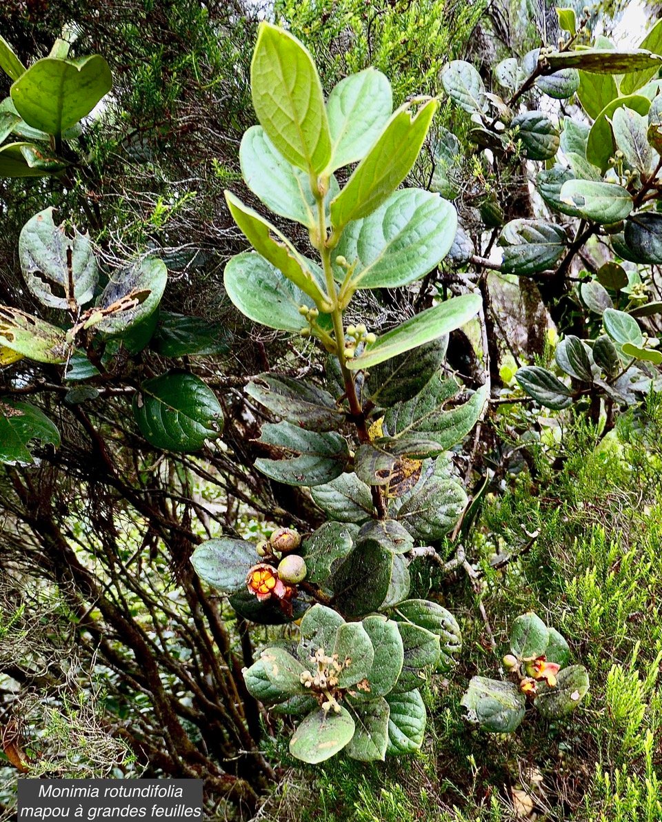 Monimia rotundifolia  mapou à grandes feuilles monimiaceae endémique Réunion
