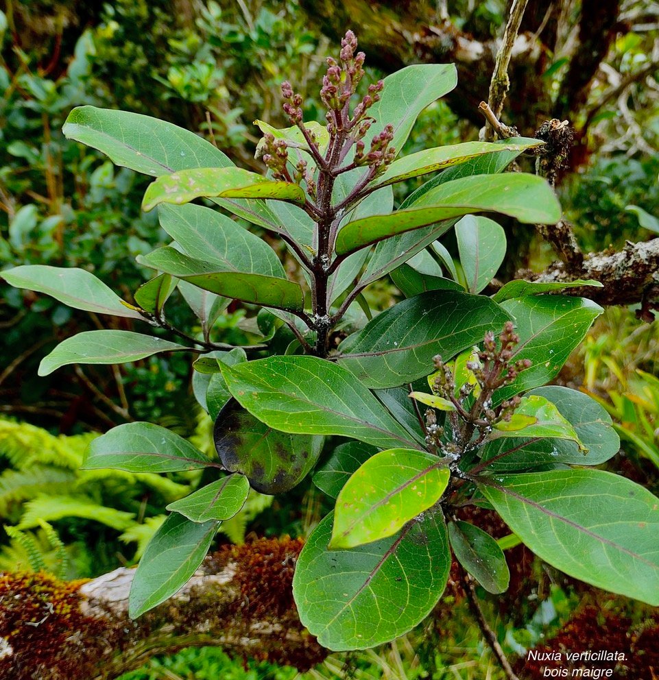 Nuxia verticillata.bois maigre.stilbaceae.endémique Réunion Maurice