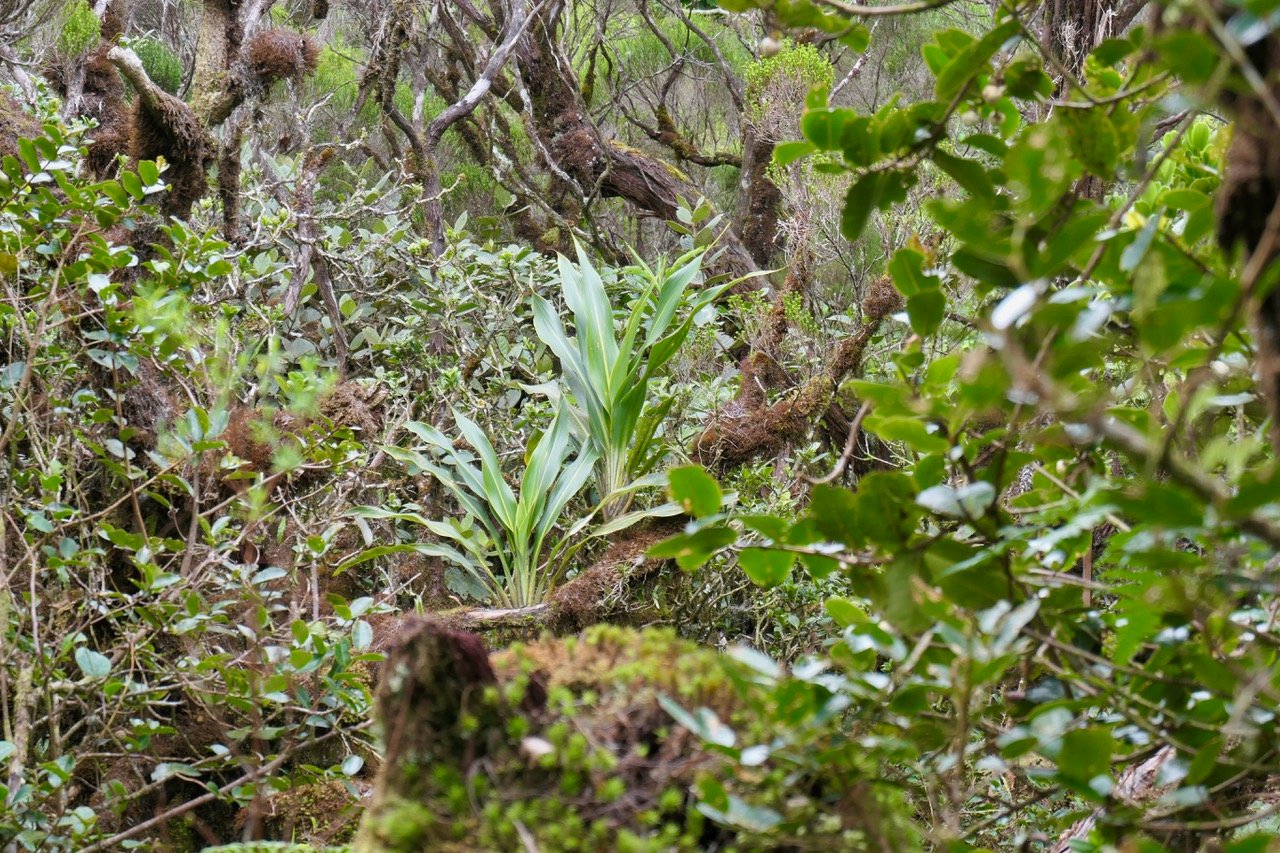 Exemple de richesse de la végétation sur ce sentier
