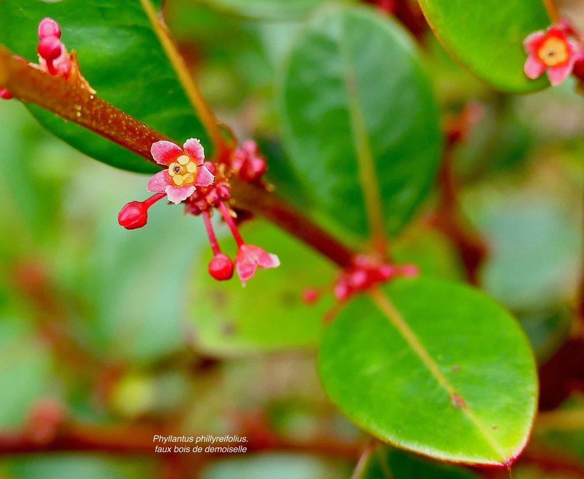 Phyllantus phillyreifolius.faux bois de demoiselle.bois de cafrine .phyllanthaceae.endémique Réunion Maurice