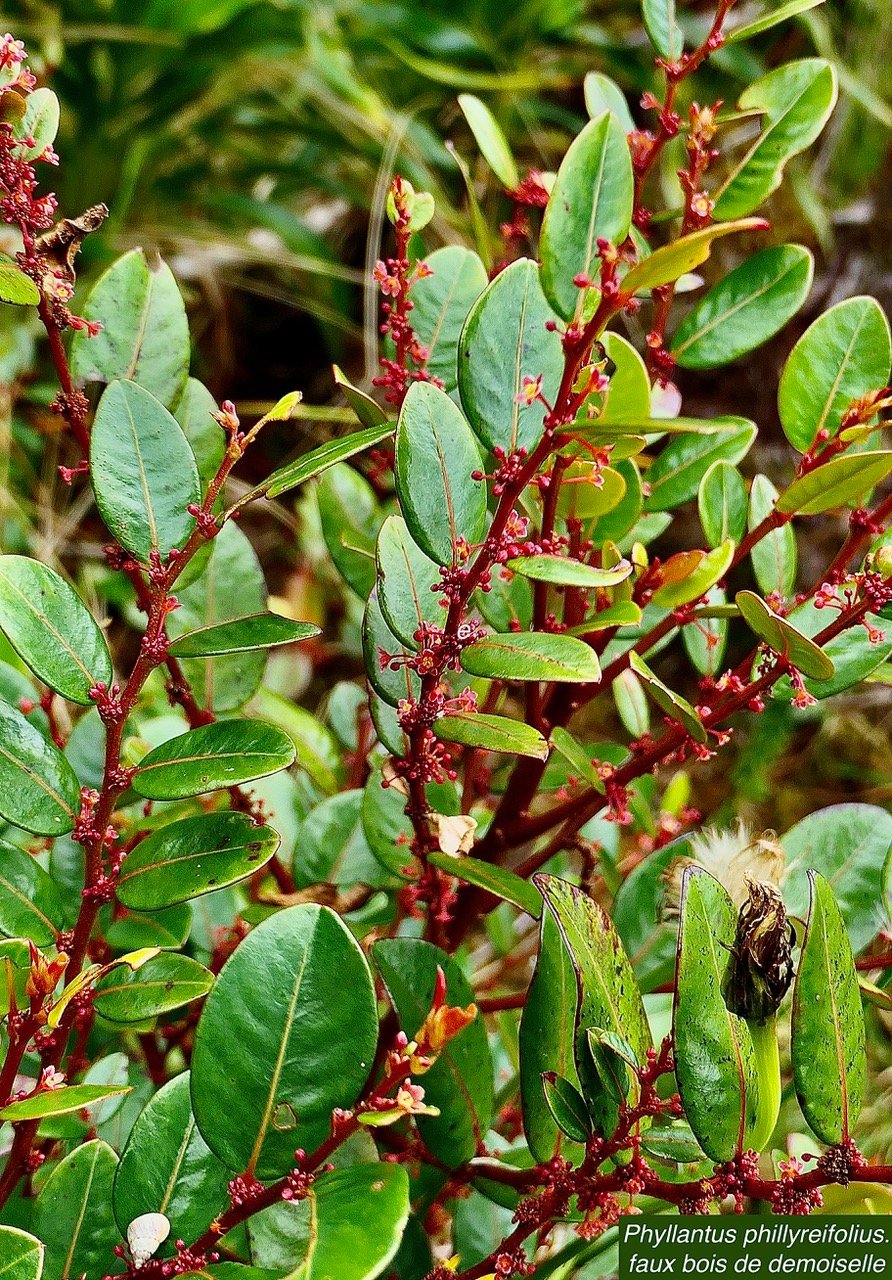 Phyllantus phillyreifolius.faux bois de demoiselle.bois de cafrine .phyllanthaceae.endémique Réunion Maurice