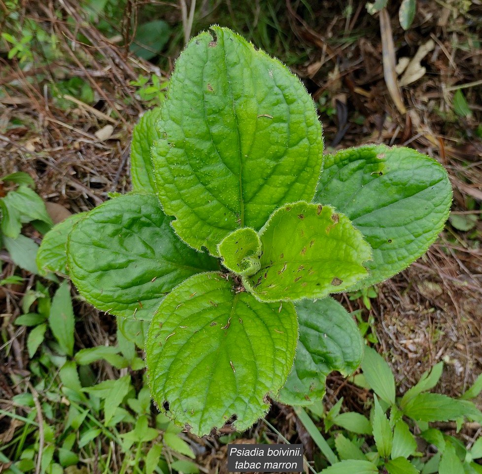 Psiadia boivinii.tabac marron.asteraceae. endémique Réunion