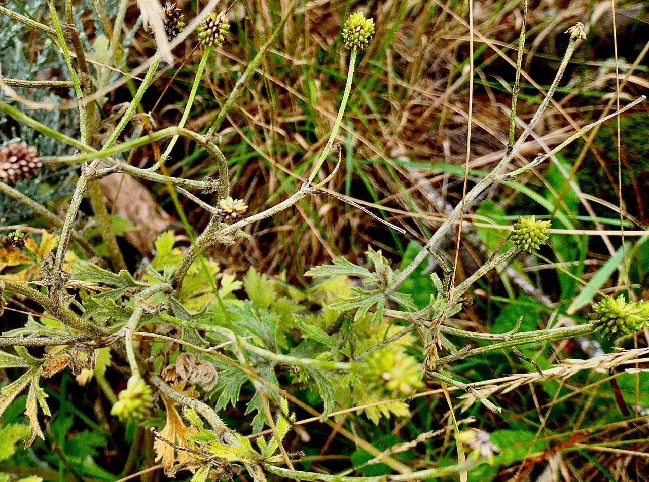 ?? Ranunculus sericeus renonccule soyeuse. ranunculaceae.indigène Réunion