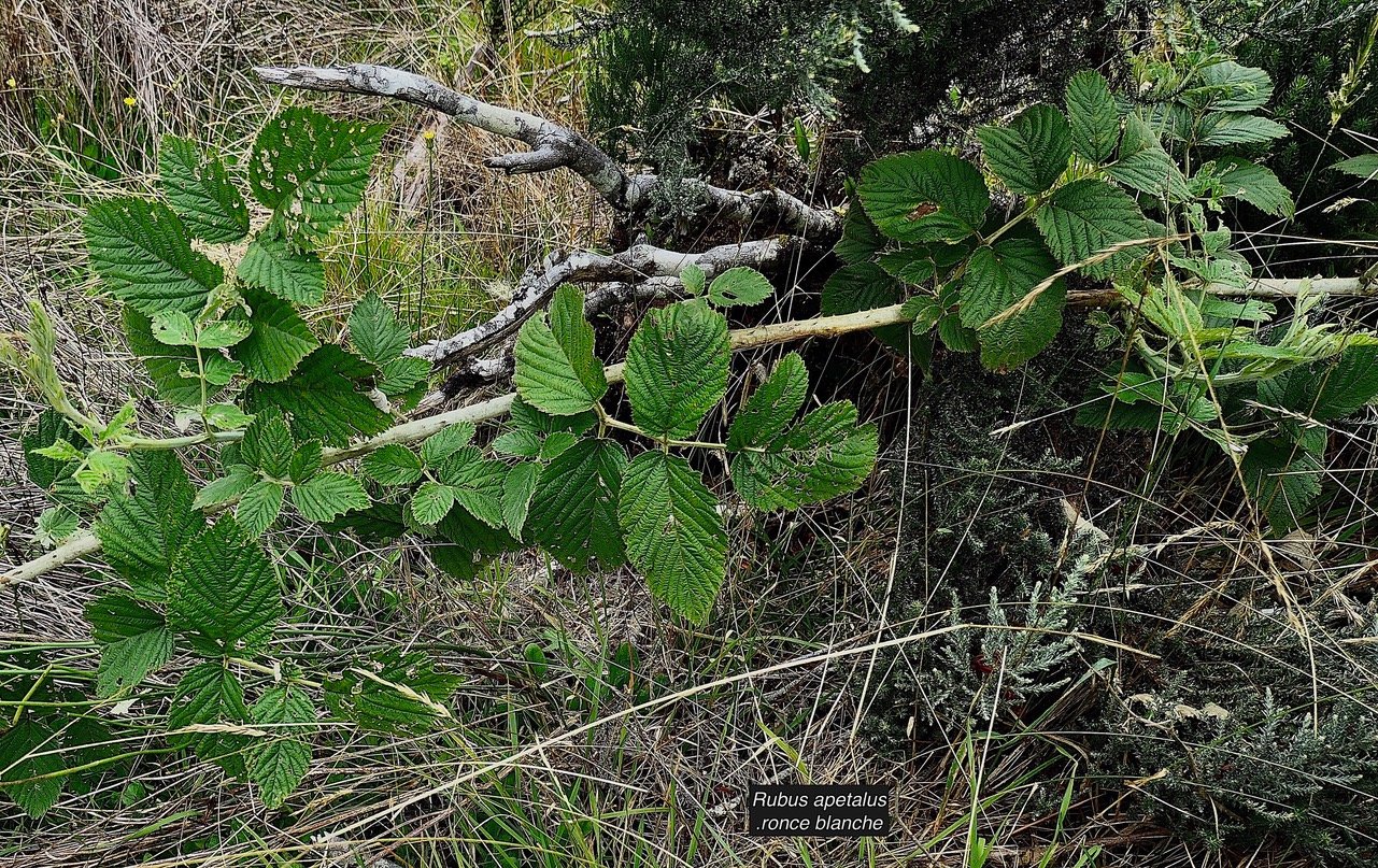 Rubus apetalus .ronce blanche .rosaceae. indigène Réunion