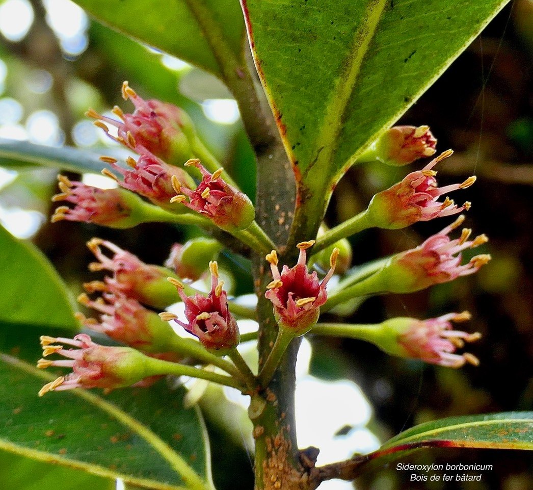 Sideroxylon borbonicum  Bois de fer bâtard .natte coudine .sapotaceae.endémique Réunion 