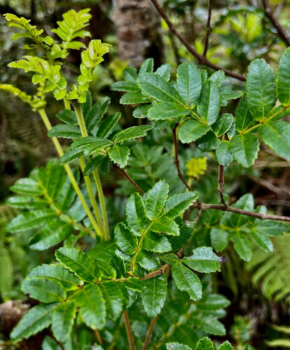 Weinmannia tinctoria.tan rouge.bois de tan.cunoniaceae.endémique Réunion. Maurice 