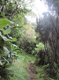 11 Sentier vers piton Rouge 