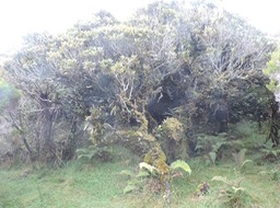 12 L'arbre de Cécile 