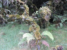 13 Arbre remarquable 