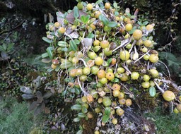 14 D'après Arcimboldo 