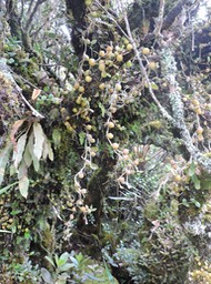 15 Guirlandes DSCN2749