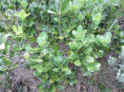 17 Joli coeur des hauts, Pittosporum senacia reticulatum  