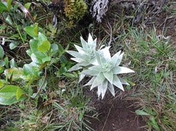 18 Bouillon blanc, Psiadia argentea 