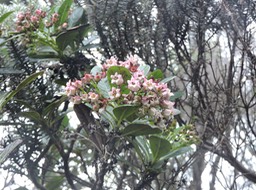 19 Bois de Laurent Martin, Forgesia racemosa 