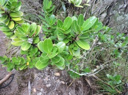 20 Petit catafaille, Melicope simplex 