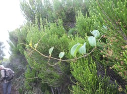 21 Liane croc de chien, Silax anceps 