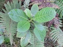 7 Gros bois d'oiseau, Claoxylon glandulosum 