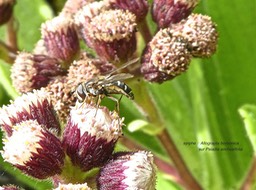 Allograpta borbonica .Syrphe endémique Réunion sur Psiadia anchusifolia .tabac marron.P1680548