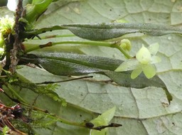 Angraecum cordemoyi.orchidaceae .endémique Réunion .P1680507