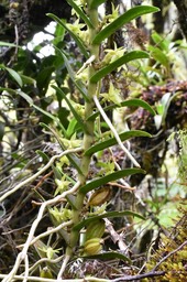 Angraecum costatum