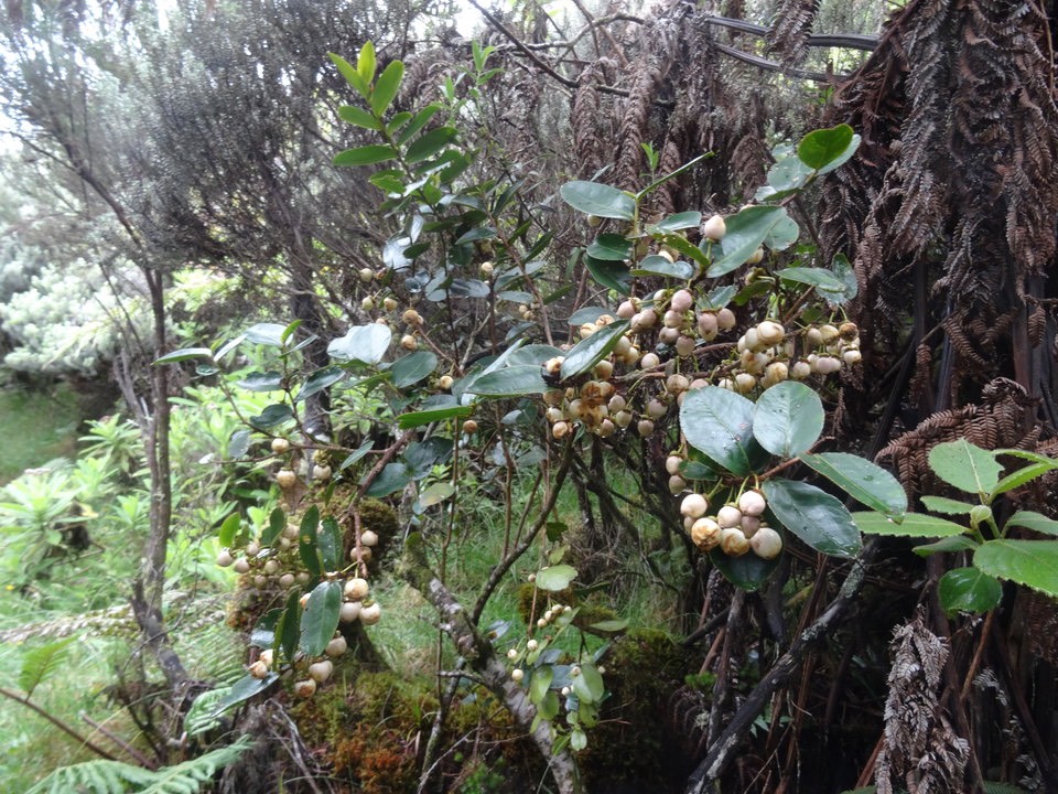 Aphloia theiformis - Change écorce - APHLOIACEAE - Indigène Réunion