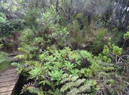 Biodiversité / catafaille, psiadia, parablechnum, laurent martin, calumets..
