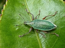 Cratopus sumptuosus Boheman .curculionidae . endémique Réunion Maurice.P1670556