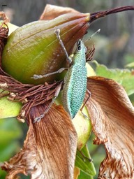 Cratopus sumptuosus Boheman.sur Hypericum lanceolatum. curculionidae .endémique Réunion Maurice.P1670534