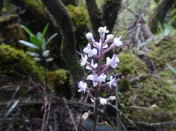 Cynorkis ridleyi - ORCHIDOIDEAE - Indigène Réunion