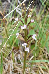 Cynorkis rosellata - ORCHIDOIDEAE - Indigène Réunion 