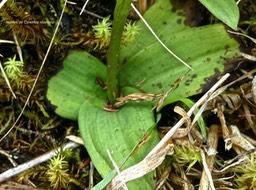 Cynorkis rosellata . feuilles .    orchidaceae .indigène Réunion .P1680663