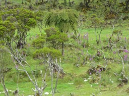 Digitales dans les prés