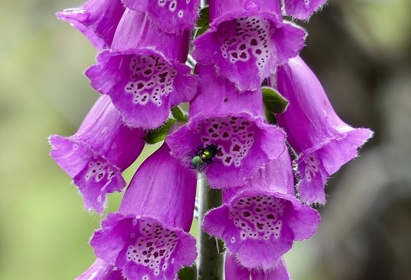 Digitalis Purpurea