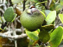 Eugenia buxifolia . bois de nèfles à petites feuilles. myrtaceae .endémique Réunion.P1680642