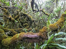 Fouillis végétal dans les sous-bois