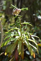 Heterochaenia ensifolia