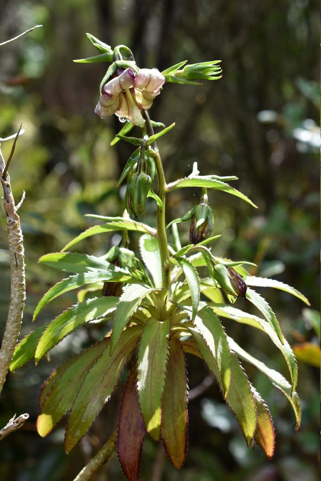 Heterochaenia ensifolia