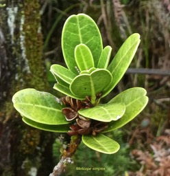 Melicope simplex .petit catafaille .rutaceae. P1680721