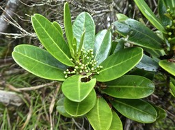 Melicope simplex .petit catafaille .rutaceae .P1680712