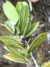 Melicope simplex.Petit catafaille .rutaceae .