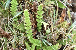 Mohria marginalis - SHIZAEACEA - Indigène Réunion