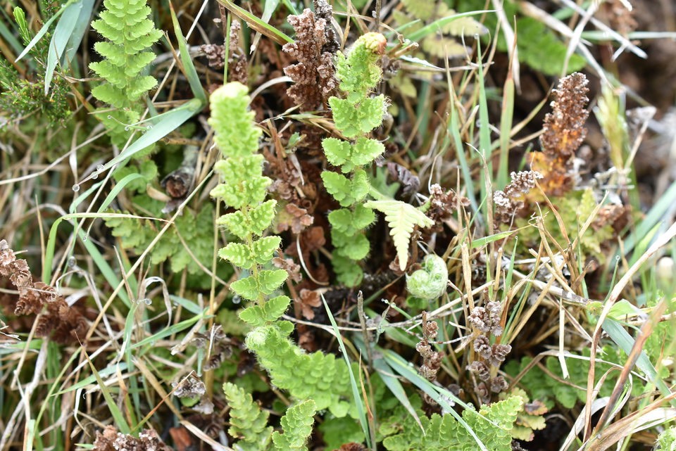 Mohria marginalis - SHIZAEACEA - Indigène Réunion