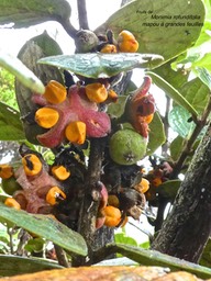 Monimia rotundifolia . mapou. mapou à grandes feuilles .monimiaceae .endémique Réunion .P1680747